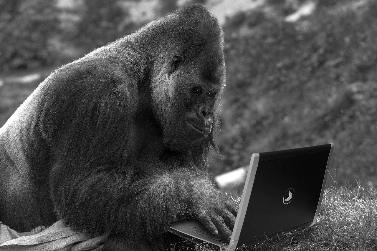 monkey, laptop, computer, technology, internet, gray computer, gray technology, gray laptop, gray internet, monkey, monkey, computer, technology, technology, technology, technology, technology
